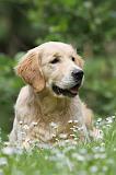 GOLDEN RETRIEVER 376